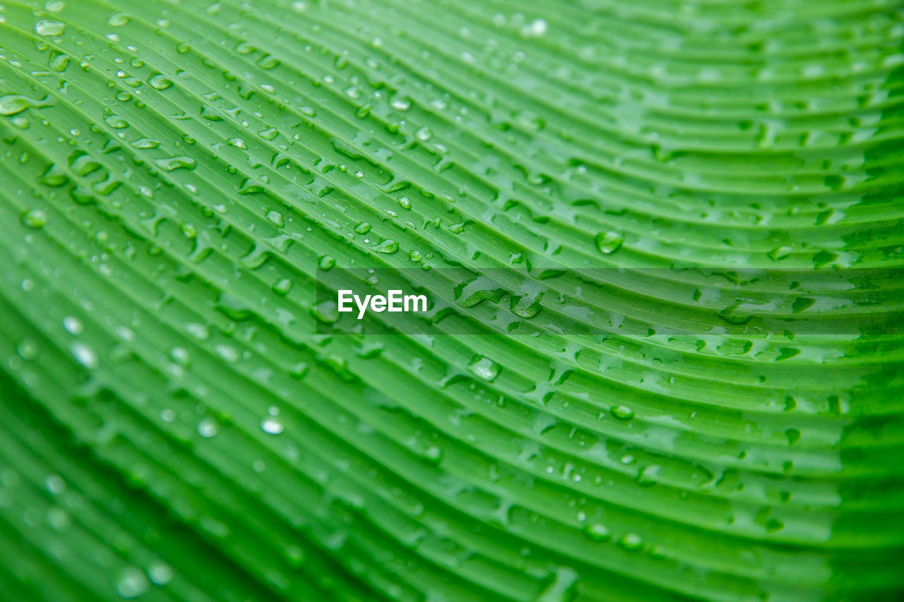 Full frame shot of wet banana leaf during monsoon