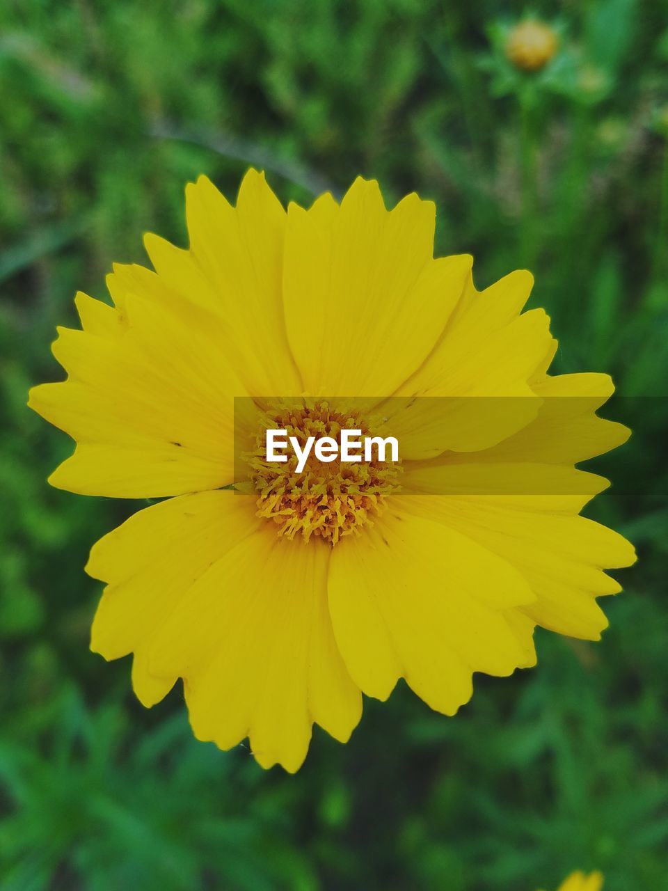 Close-up of yellow flower