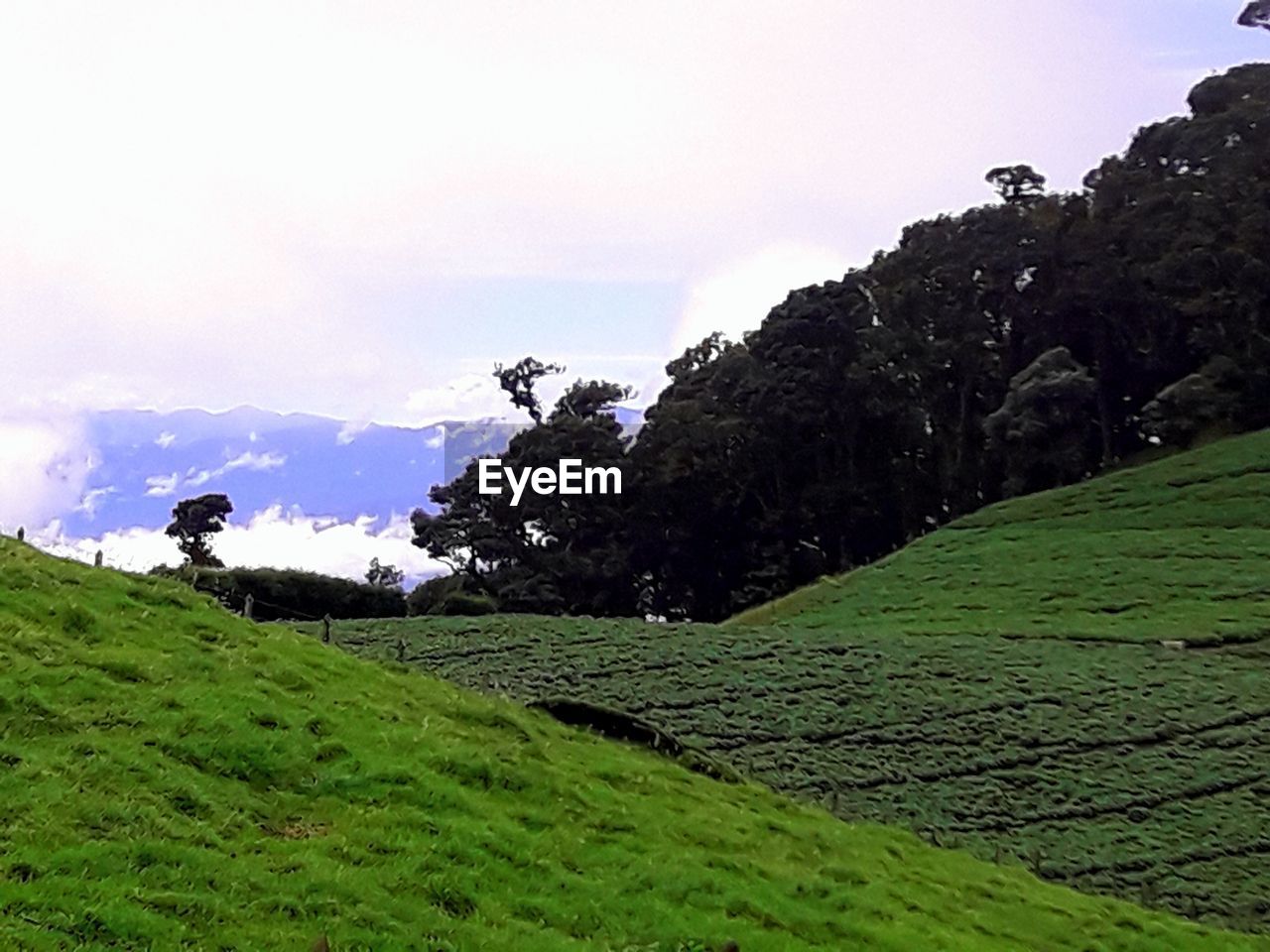 TREES ON FIELD AGAINST SKY