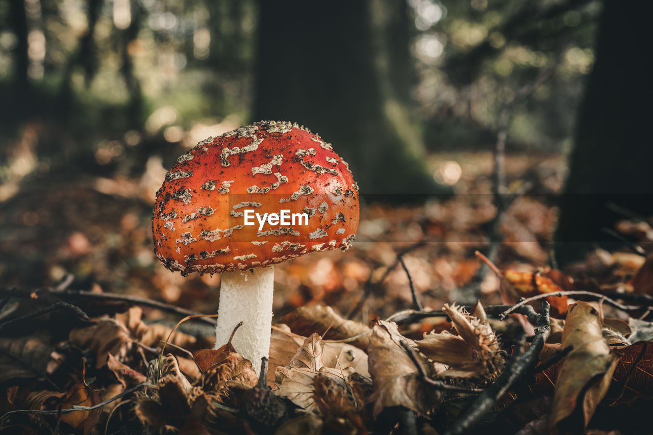 Close-up of fly agaric mushroom on field