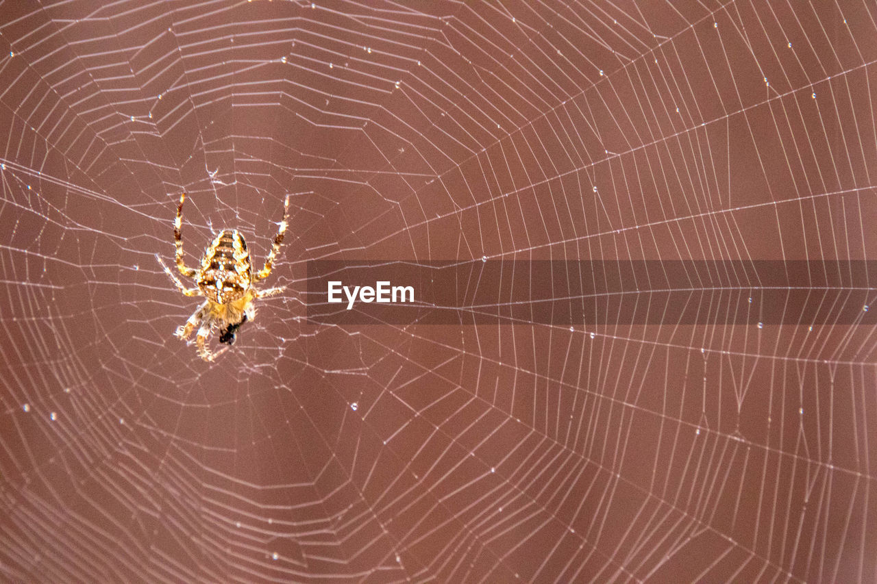 CLOSE-UP OF SPIDER