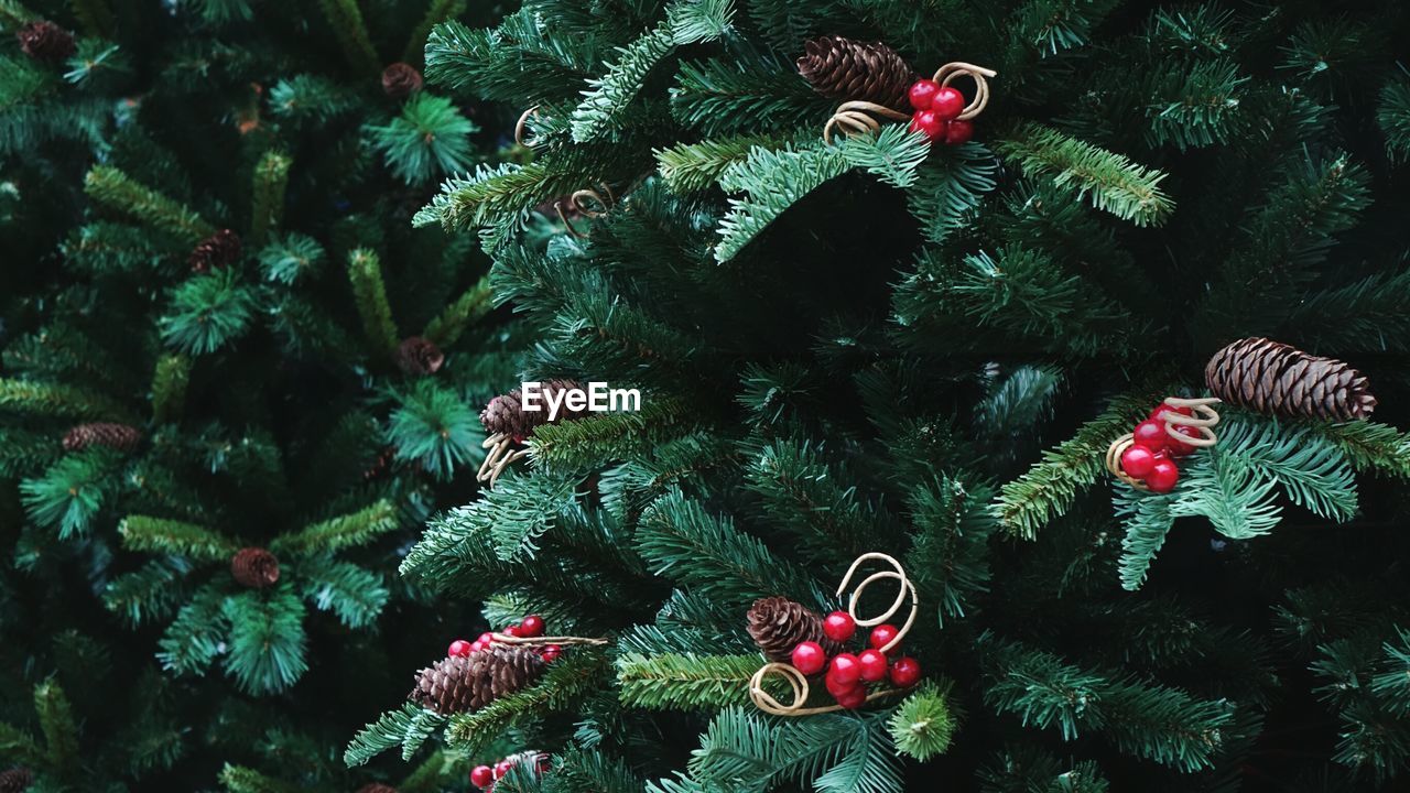 Close-up of christmas tree on plant