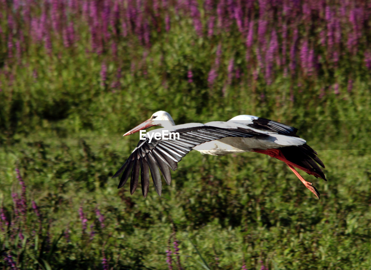 SIDE VIEW OF A BIRD