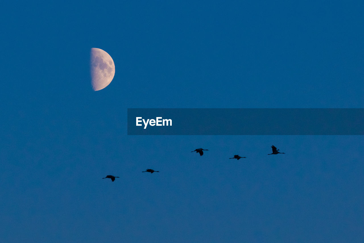 LOW ANGLE VIEW OF BIRDS IN SKY