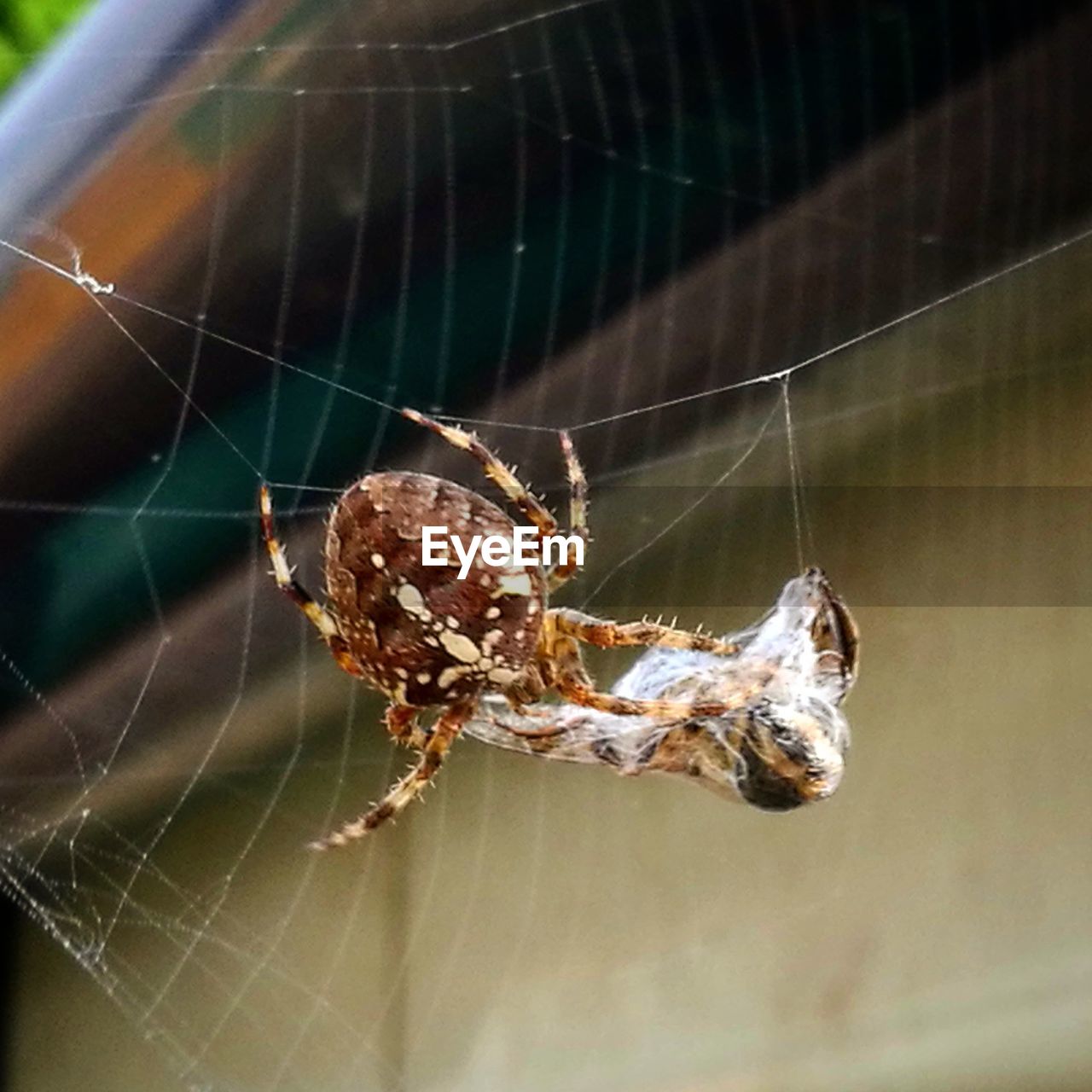 CLOSE-UP OF SPIDER AND WEB