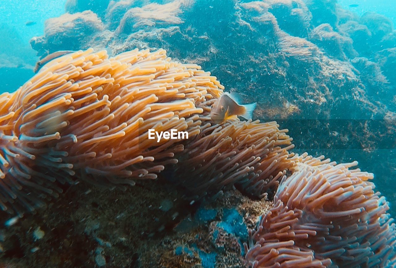 Coral reef langkawi