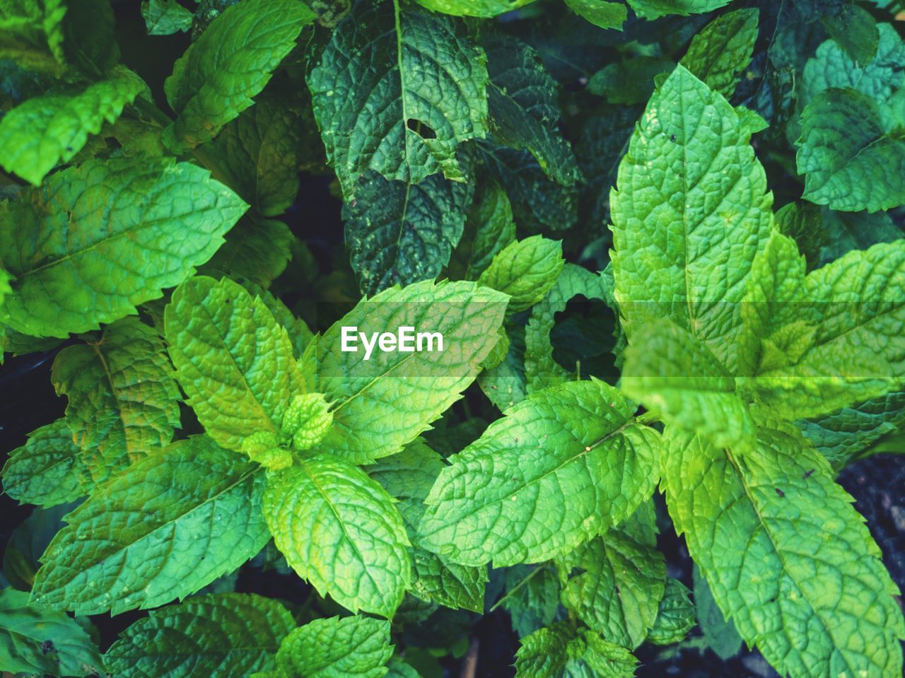 Full frame shot of green leaves - mint