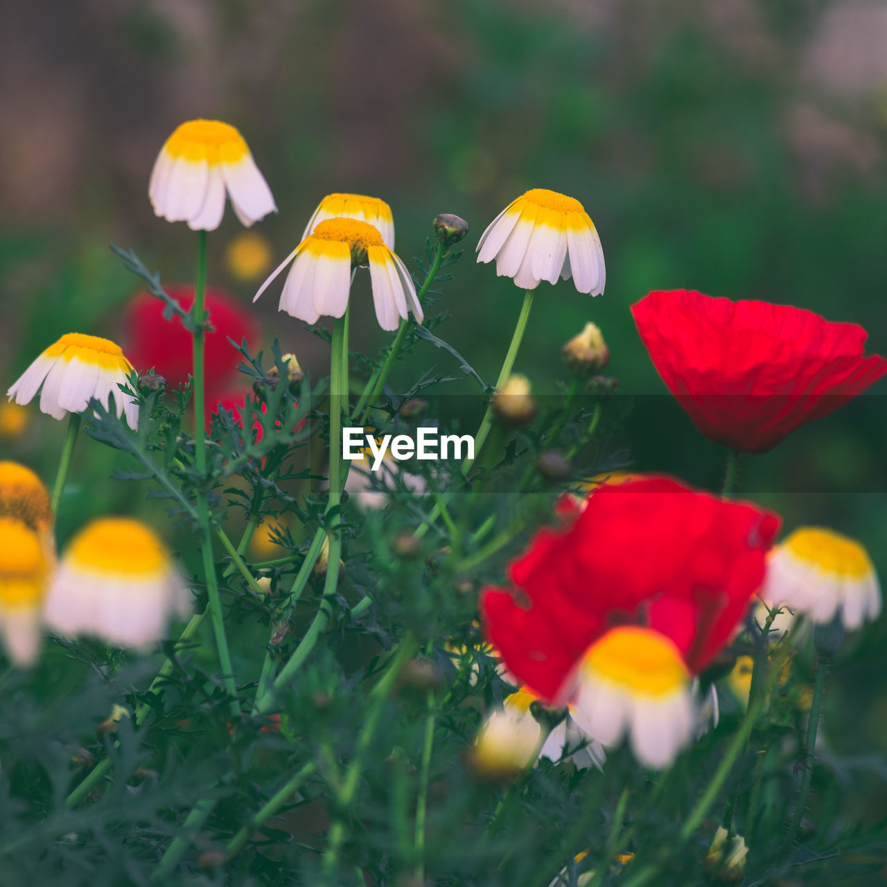 Close-up of flowering plants growing on field