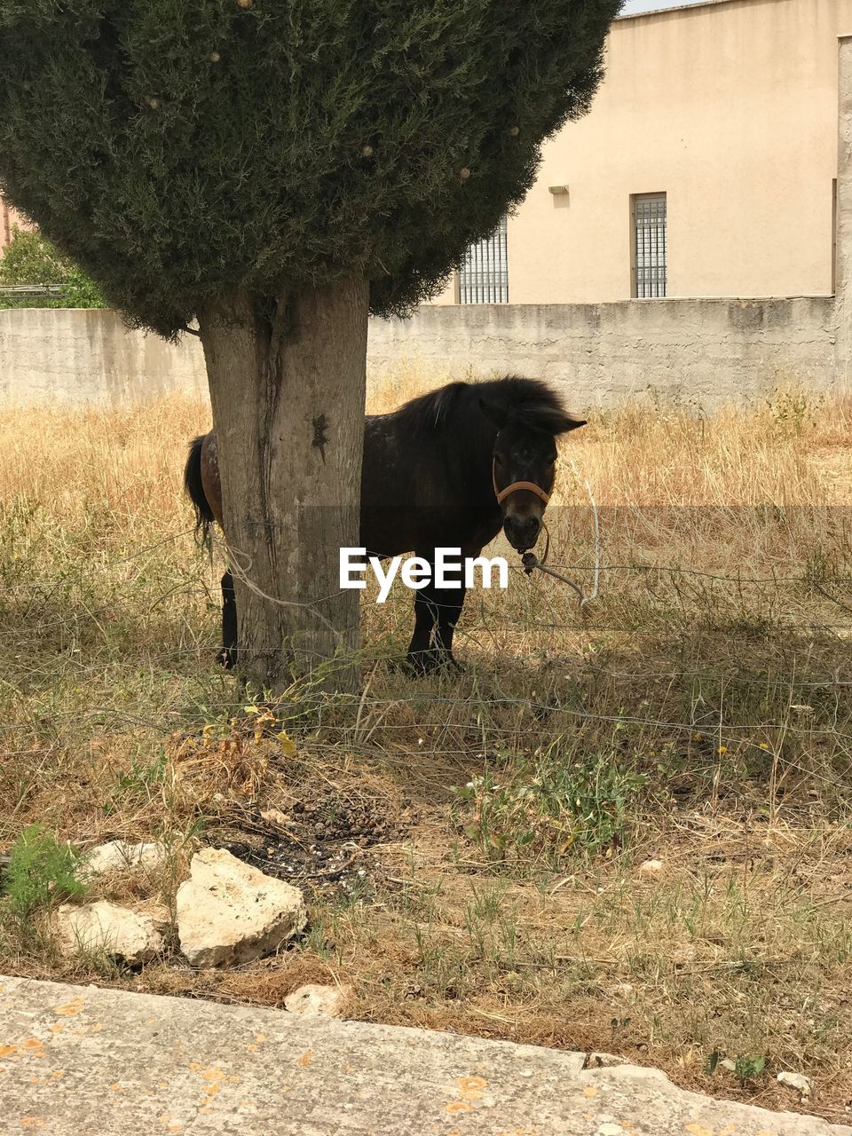 CAT STANDING ON FIELD