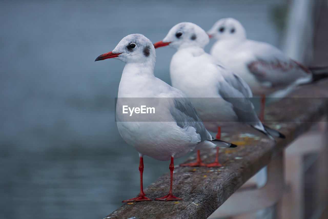 close-up of seagull perching on retaining wall