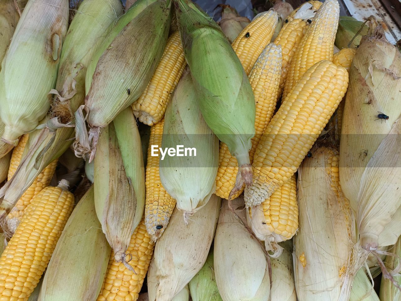 High angle view of sweet corns for sale in market