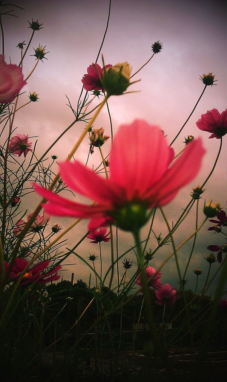 CLOSE-UP OF PINK COSMOS FLOWER BLOOMING AGAINST SKY