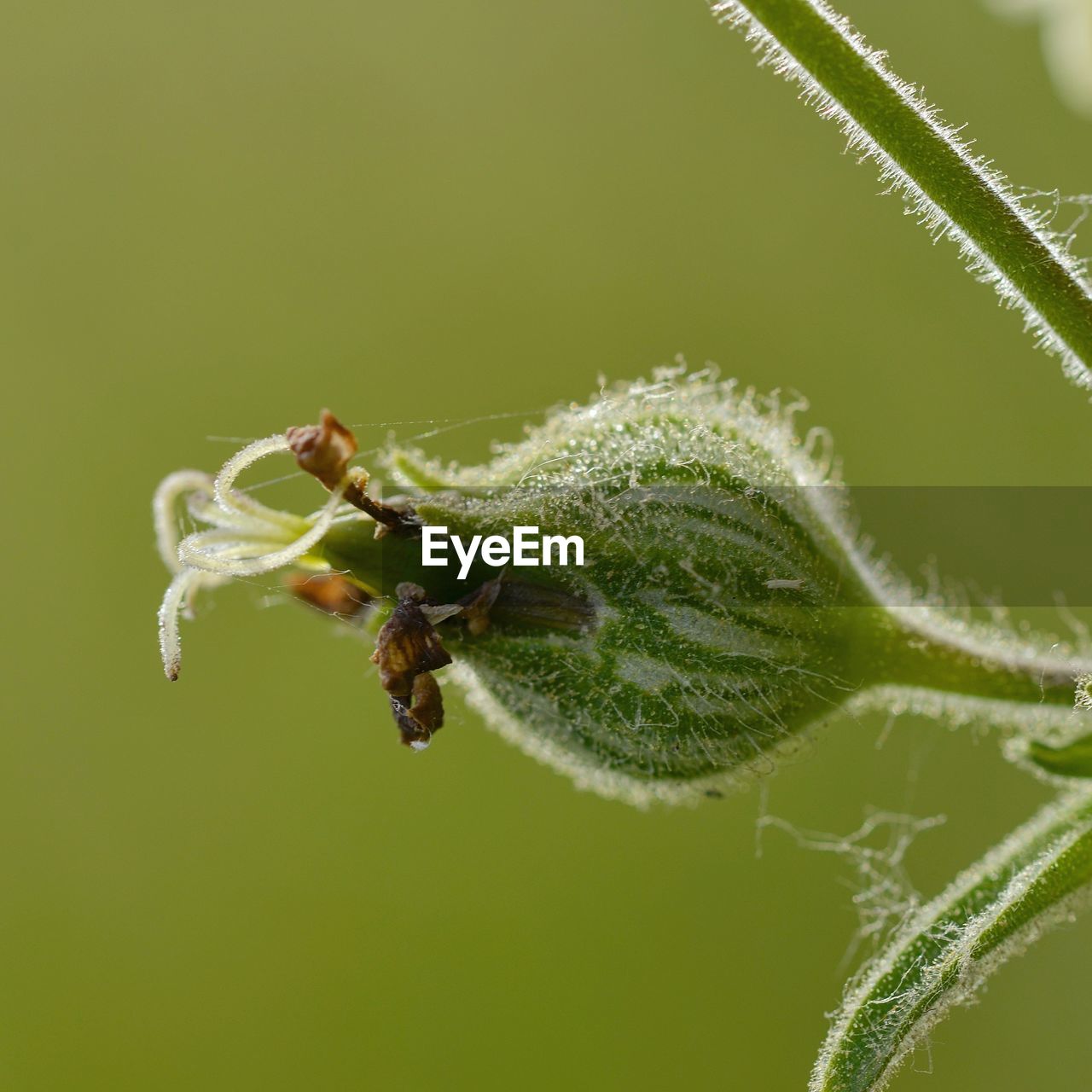 CLOSE-UP OF GRASSHOPPER ON LEAF