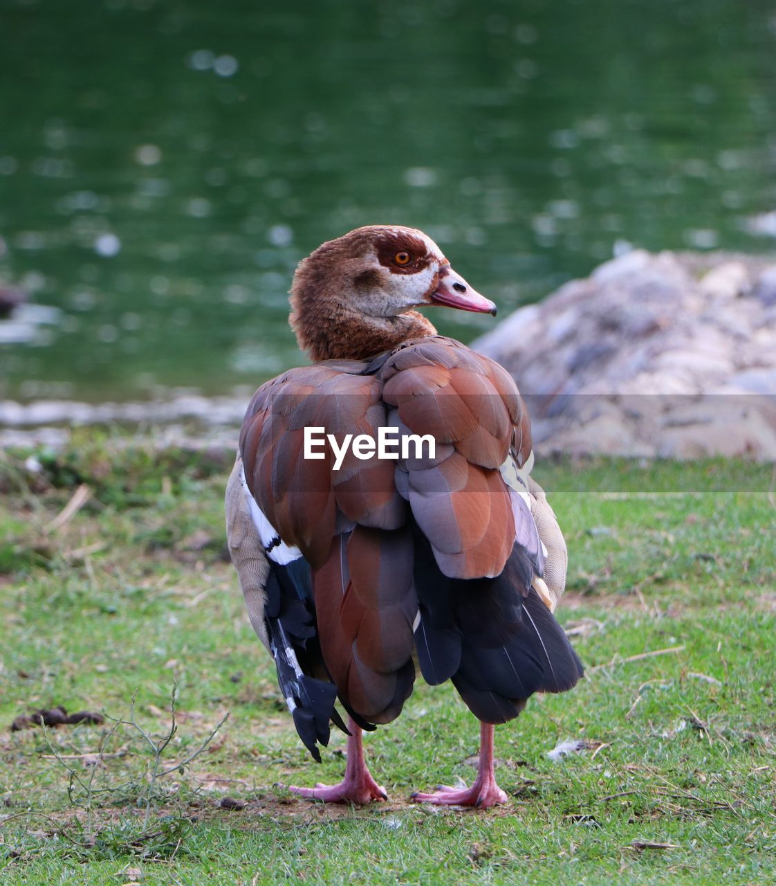 CLOSE-UP OF DUCK ON FIELD