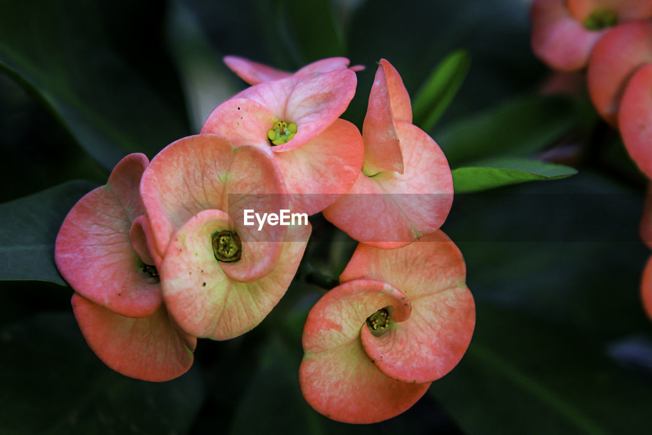 Close-up of pink flowering plant