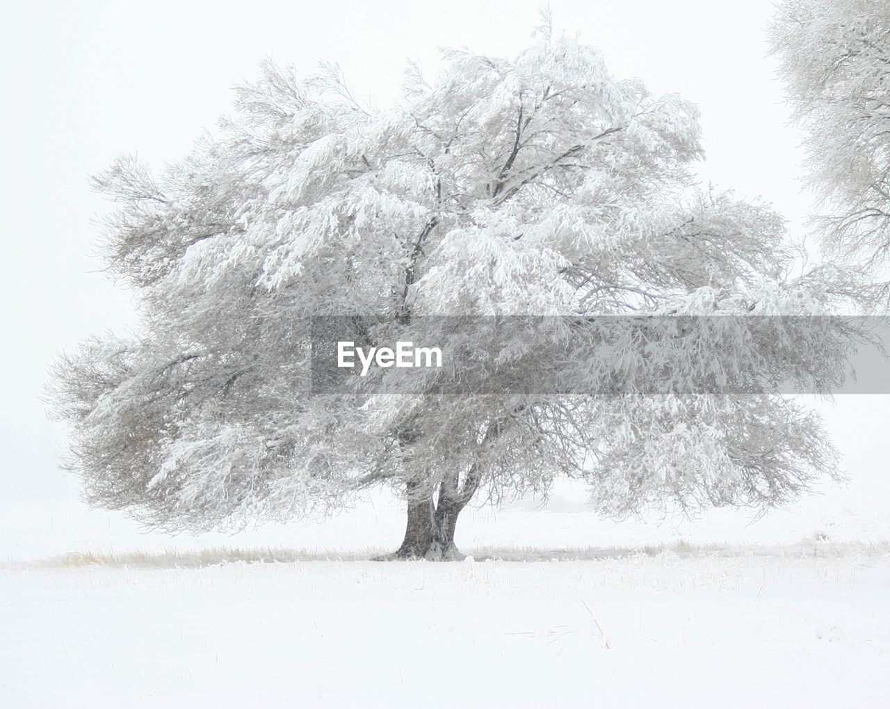 Trees against sky during winter