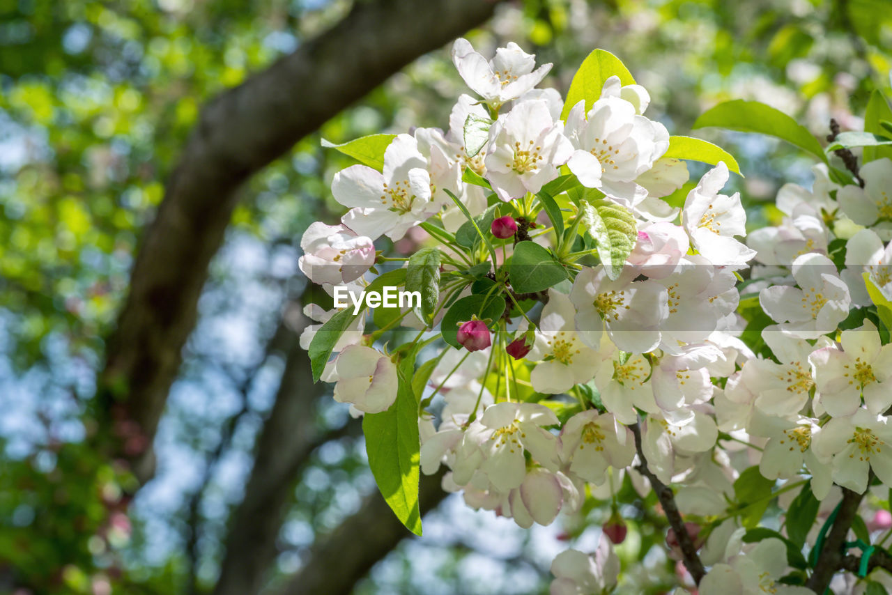 CLOSE-UP OF WHITE CHERRY BLOSSOMS ON TREE