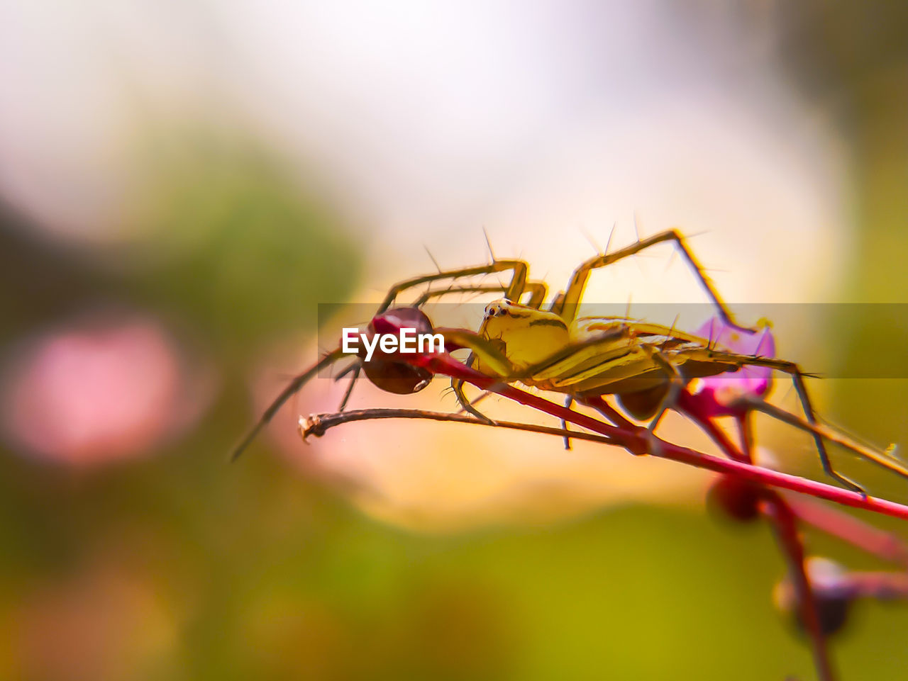 CLOSE-UP OF INSECT ON GREEN FLOWER