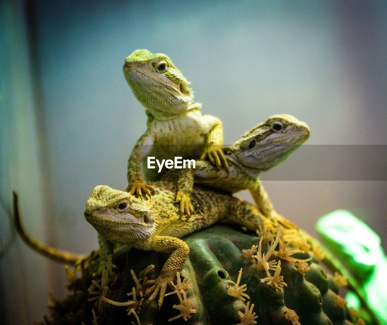 Close-up of lizard