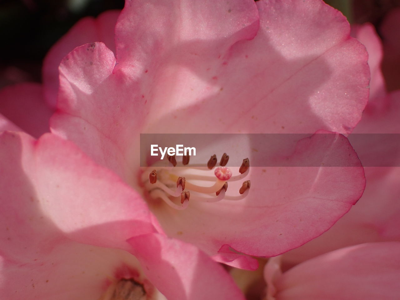 FULL FRAME SHOT OF PINK FLOWERS