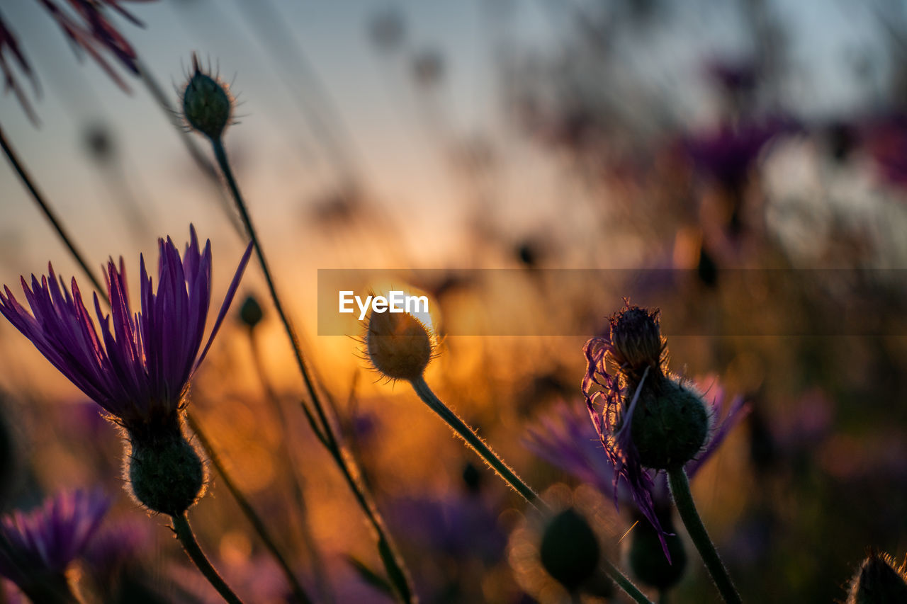 CLOSE-UP OF THISTLE FLOWERS