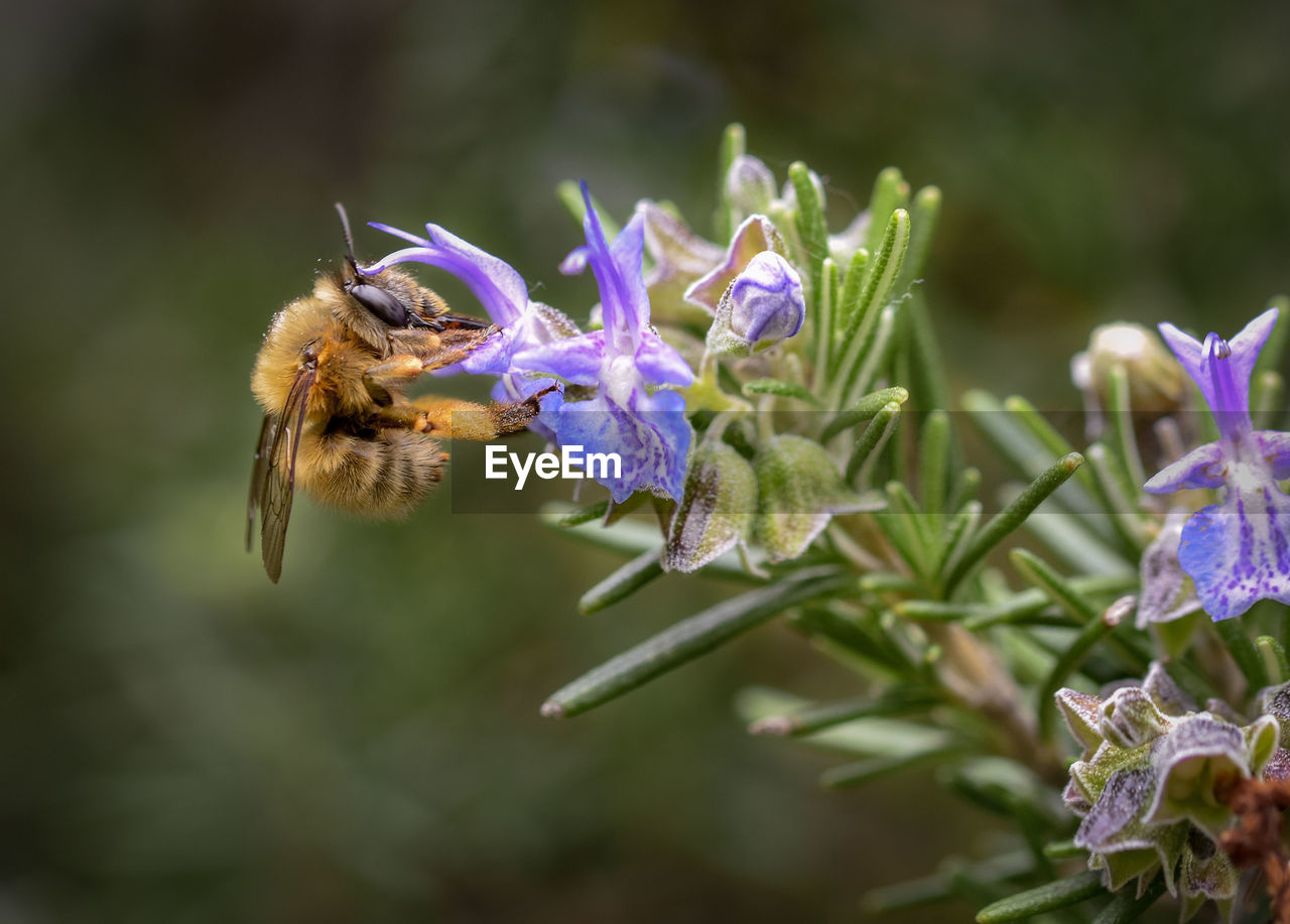 CLOSE-UP OF HONEY BEE POLLINATING ON PURPLE FLOWER