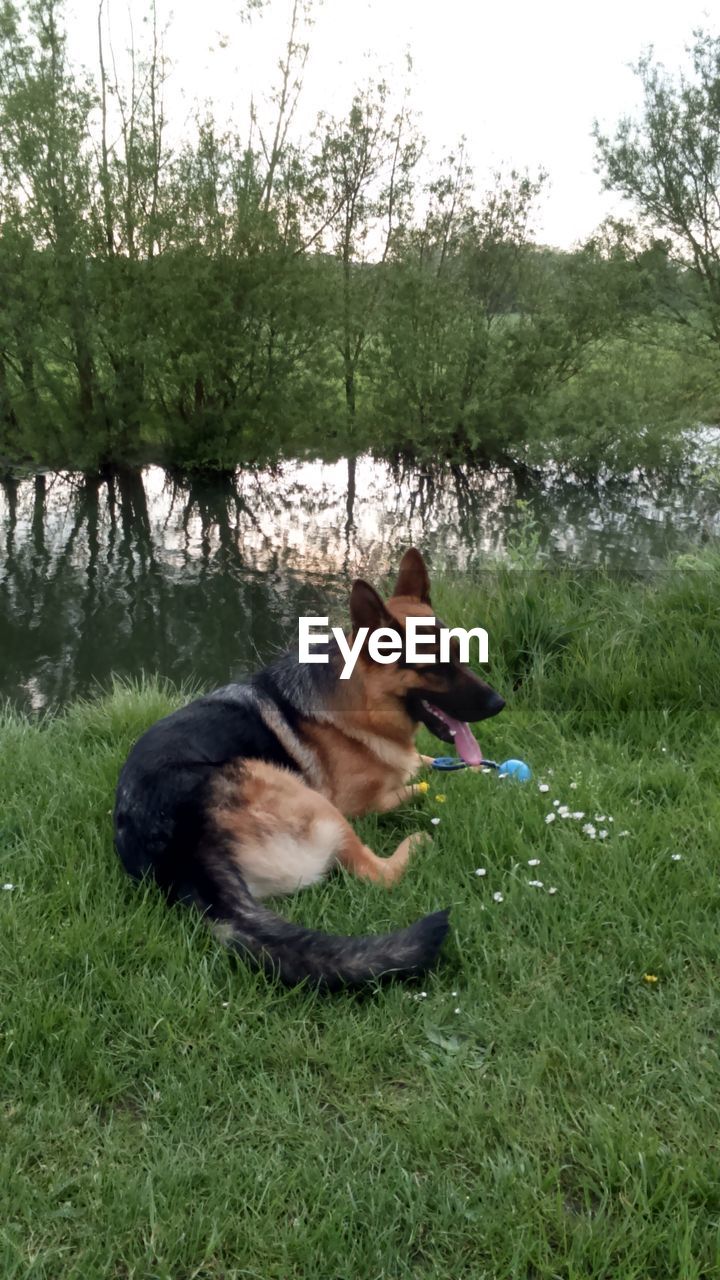 DOG SITTING ON GRASSY LANDSCAPE