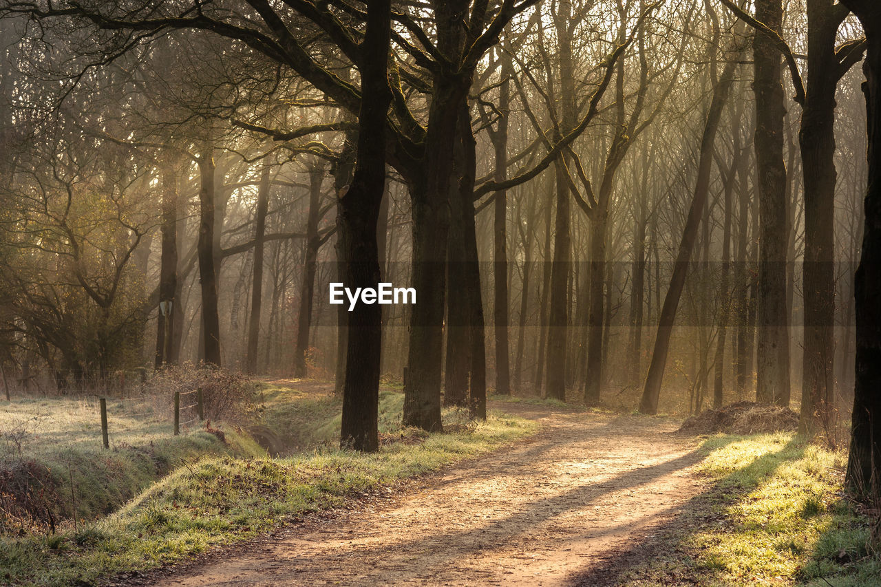 Road amidst trees in forest