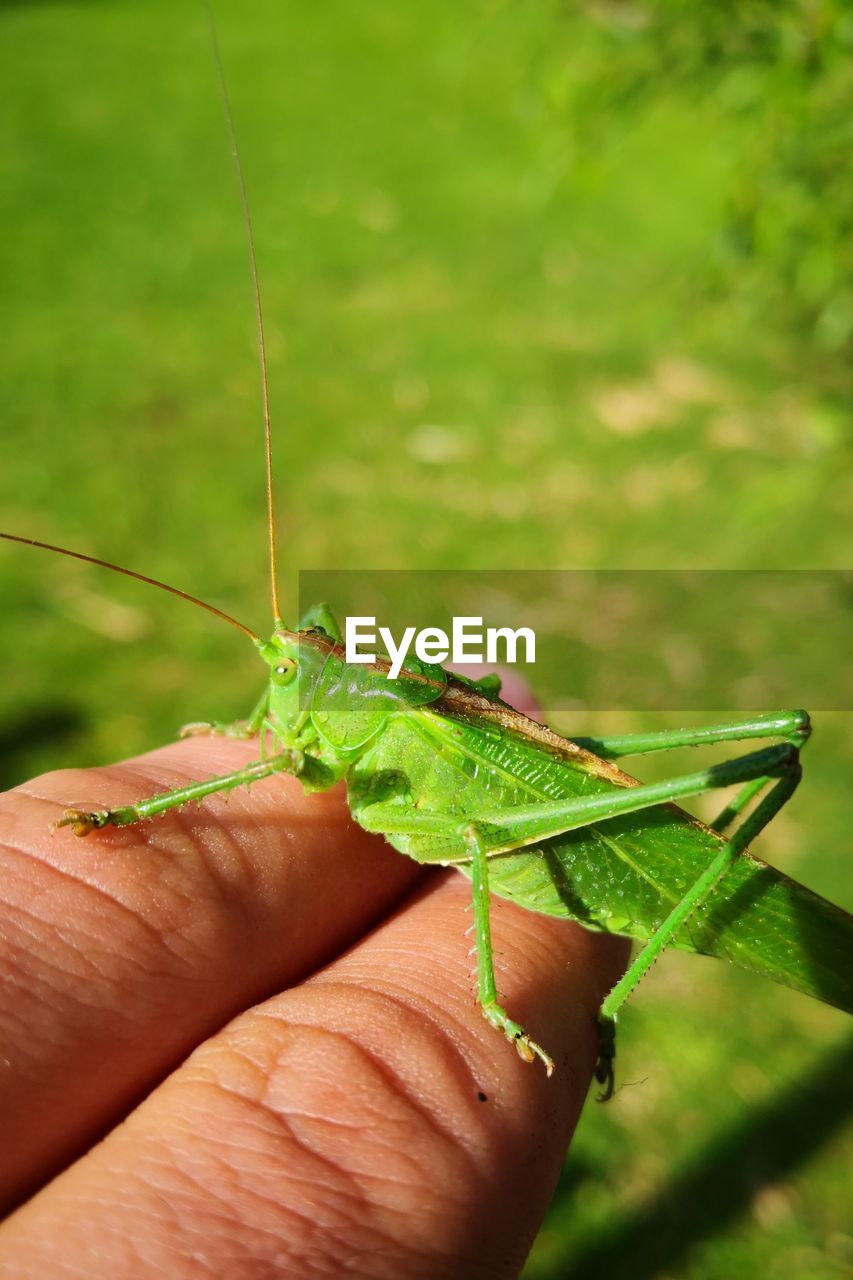 CLOSE-UP OF INSECT ON HAND HOLDING A LEAF