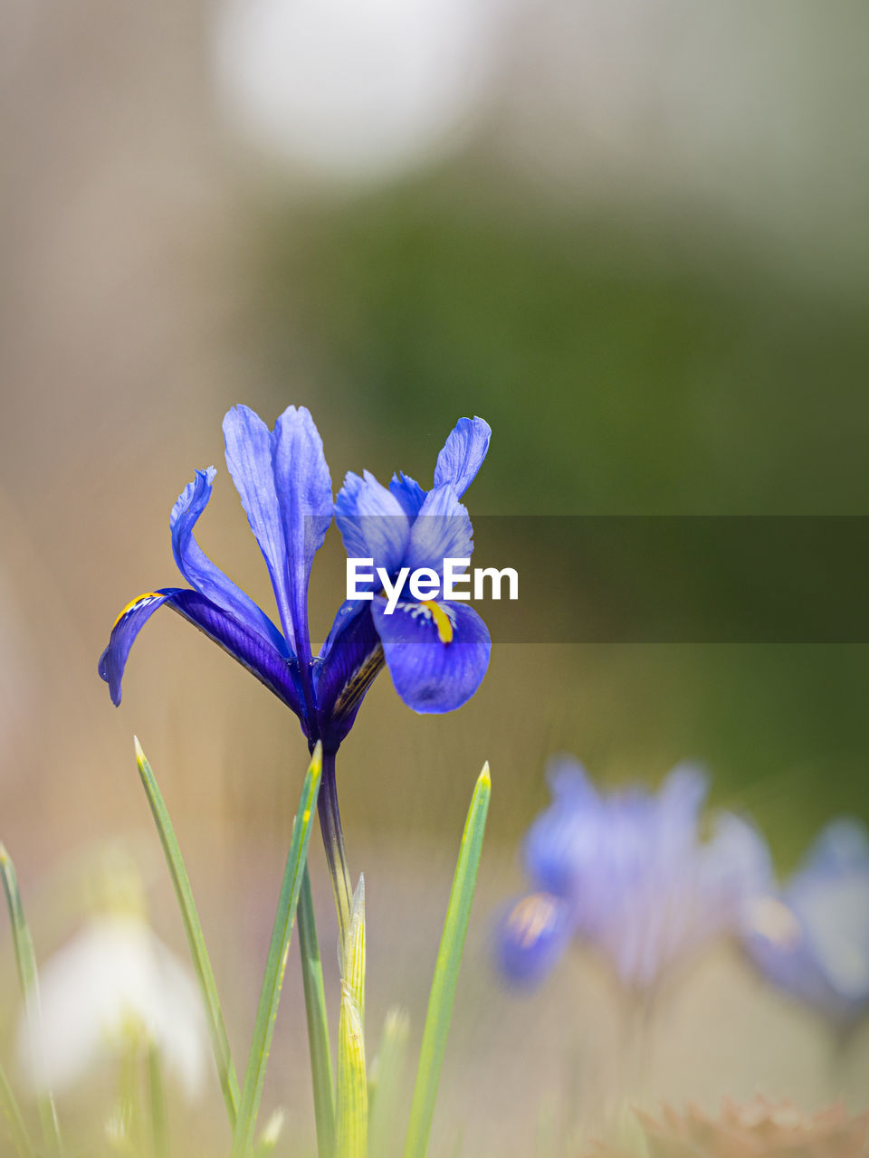 Close-up of purple iris flower