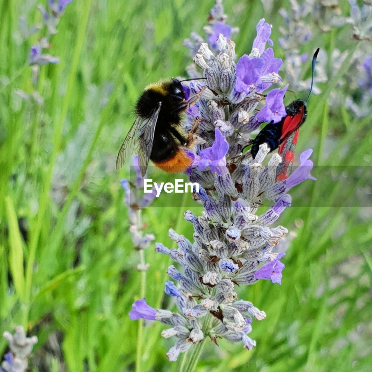 Honey bee and butterfly pollinating on purple flower