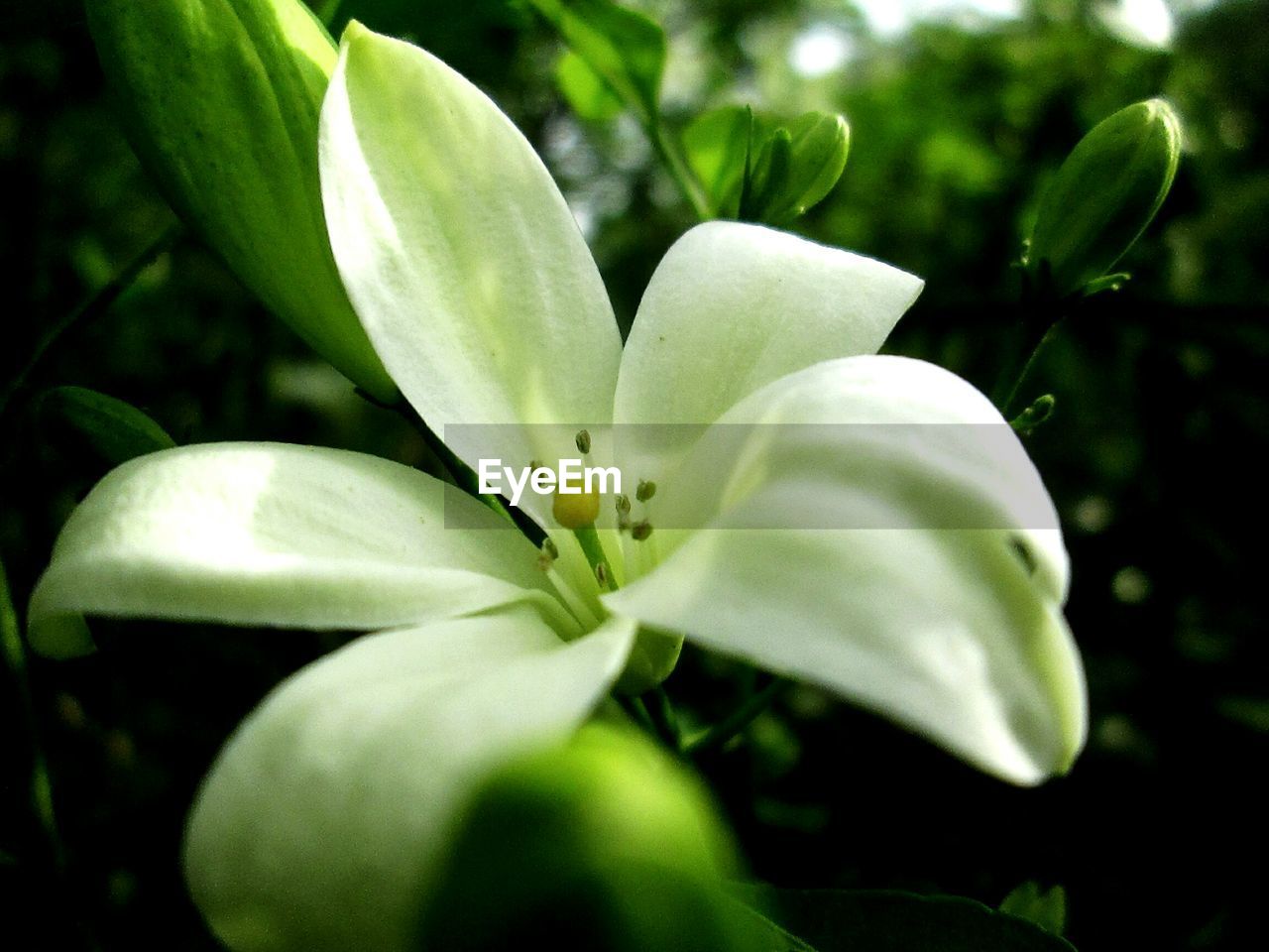 CLOSE-UP OF FRESH GREEN FLOWER PLANT