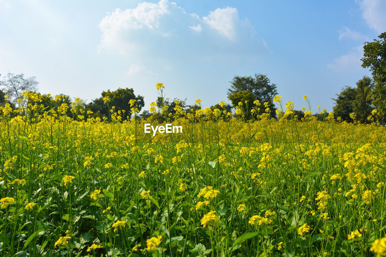 FIELD OF YELLOW FLOWERS