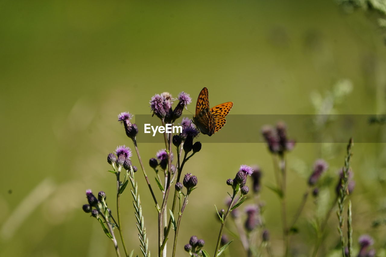 CLOSE-UP OF PURPLE FLOWERING PLANT
