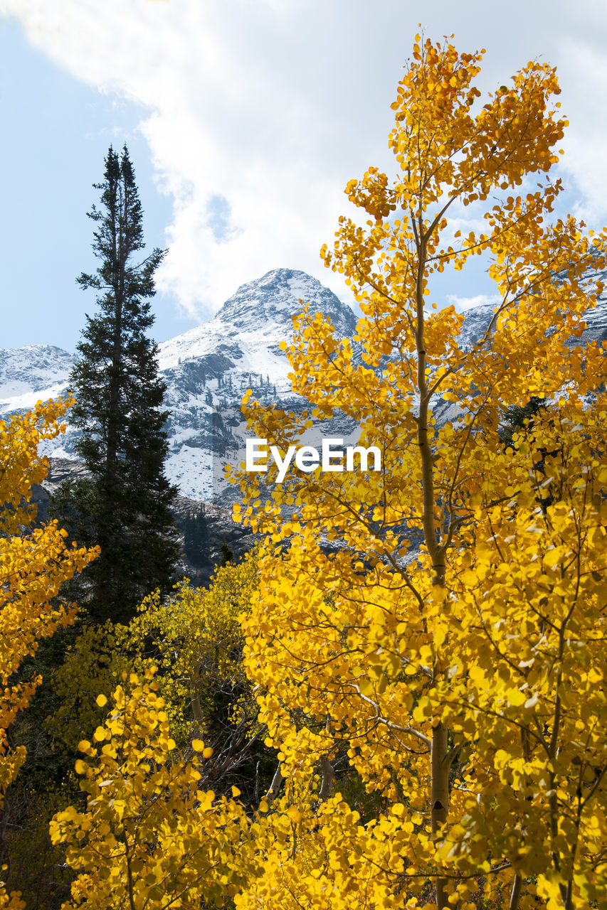 Yellow flowering plants by trees against sky during autumn