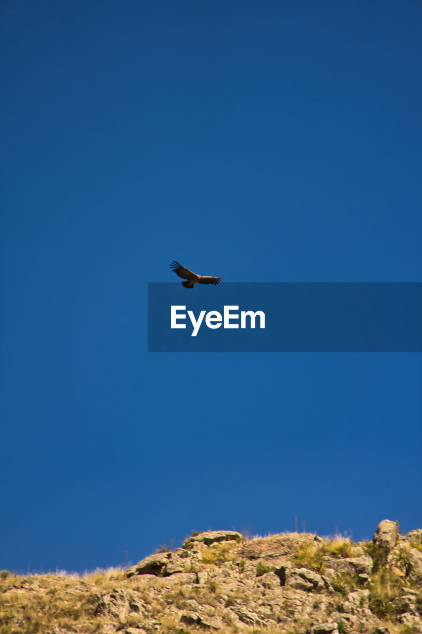 flying, animal themes, blue, sky, animal, animal wildlife, wildlife, bird, one animal, clear sky, nature, no people, low angle view, mid-air, beauty in nature, copy space, day, scenics - nature, outdoors, sunny, environment, travel, landscape, sea, spread wings, transportation, rock, animal body part, air vehicle