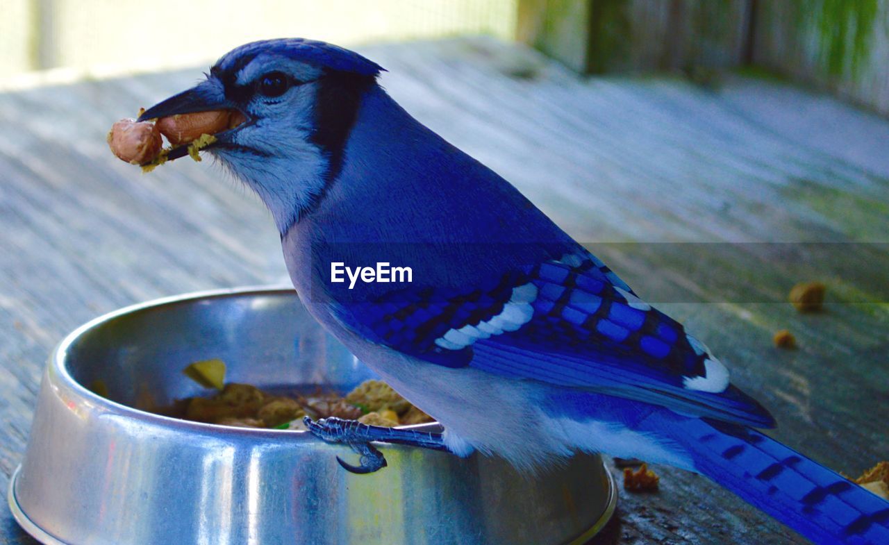 CLOSE-UP OF BIRD EATING FOOD ON WOODEN SURFACE