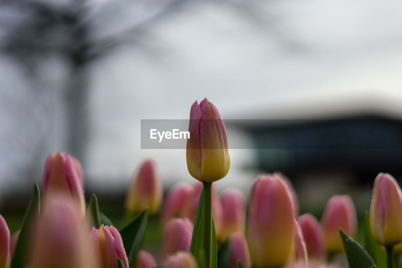 CLOSE-UP OF PINK TULIP FLOWERS