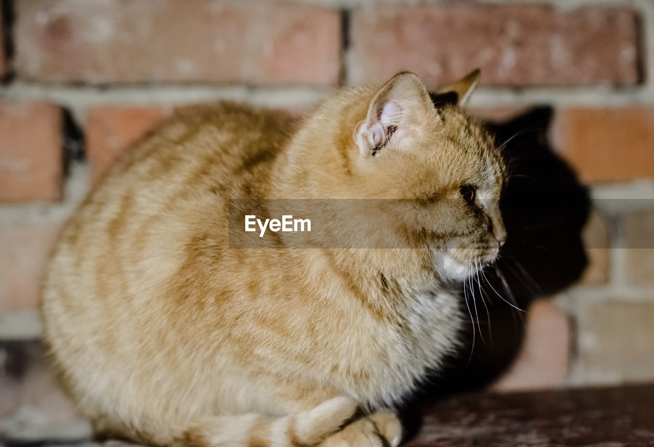 CLOSE-UP OF A CAT SLEEPING ON FLOOR