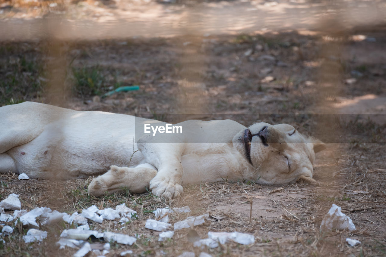 DOG RELAXING ON LAND