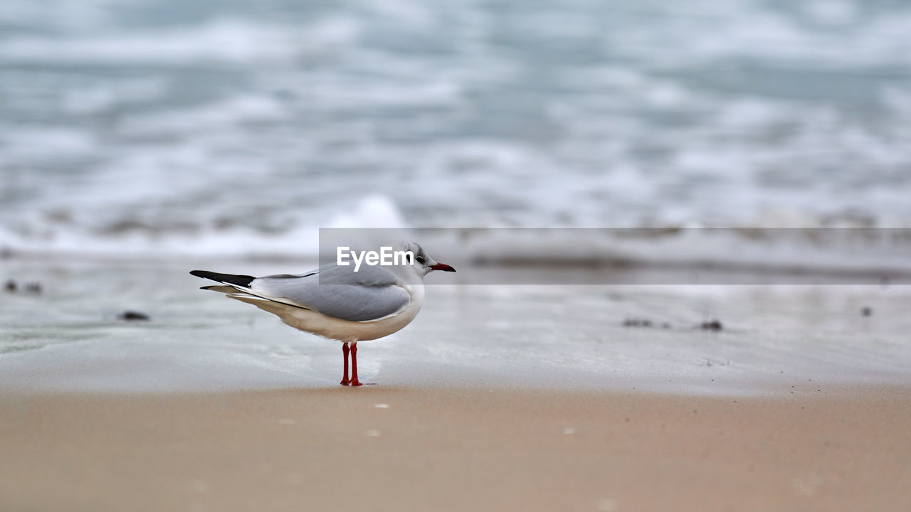 Seagull walking along seashore. black-headed gull, chroicocephalus ridibundus, standing on beach