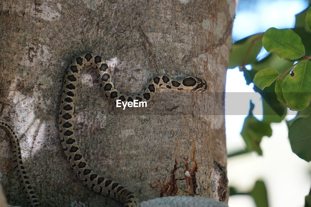 Close-up of snake on tree trunk 