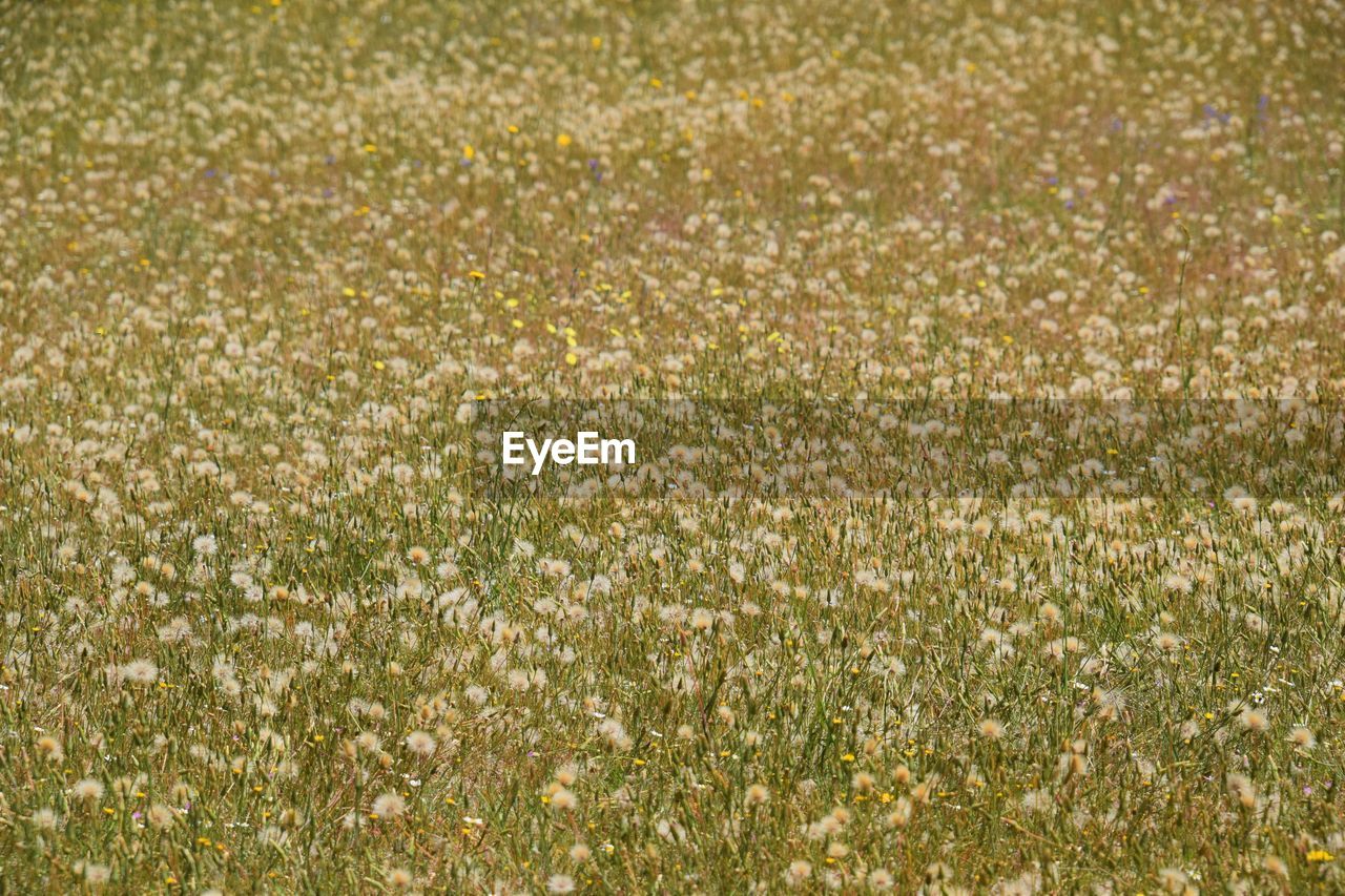 FULL FRAME SHOT OF FLOWERING PLANTS