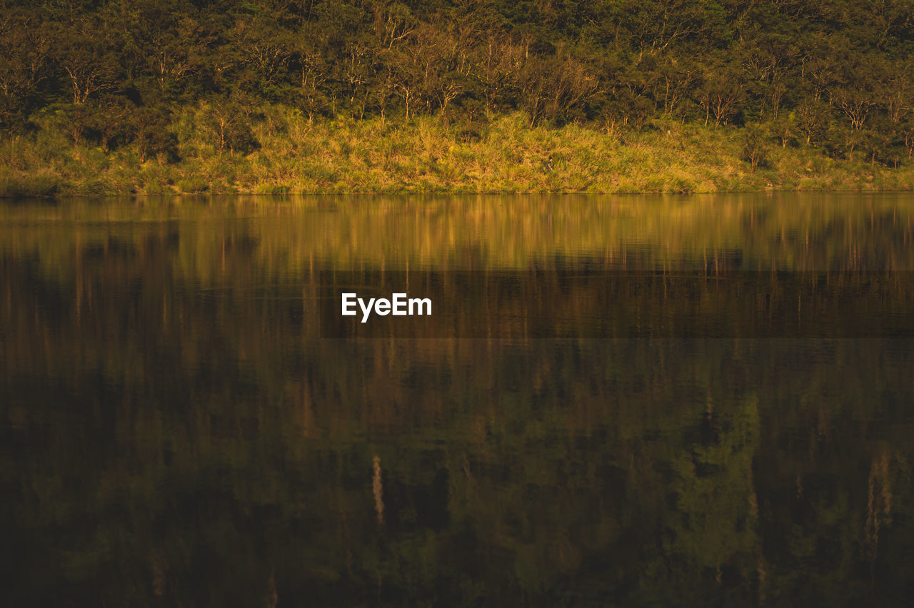 Reflection of trees in lake