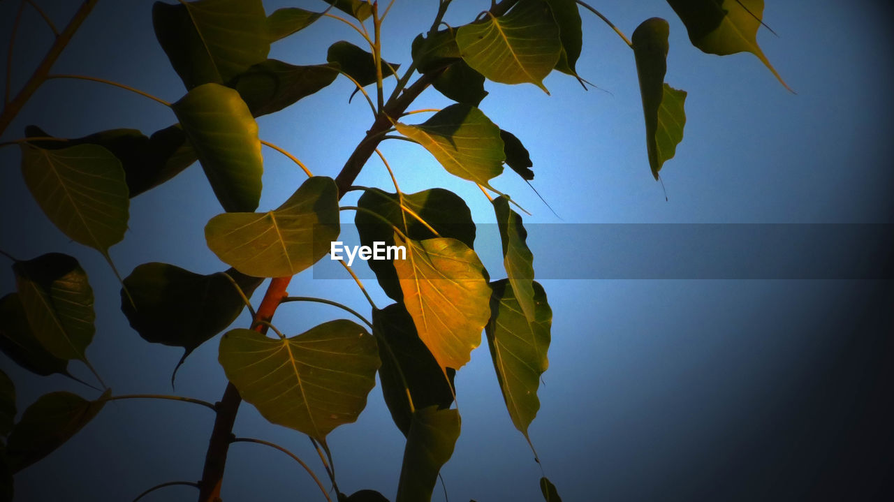 CLOSE-UP OF LEAVES AGAINST SKY