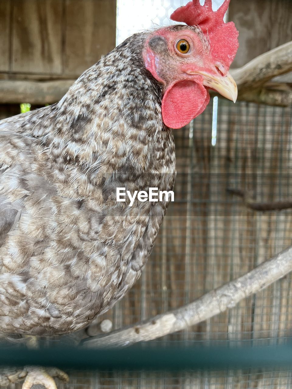 animal, animal themes, bird, livestock, domestic animals, chicken, one animal, beak, pet, mammal, agriculture, rooster, farm, no people, close-up, nature, focus on foreground, cage, poultry, day, animal body part, birdcage, outdoors