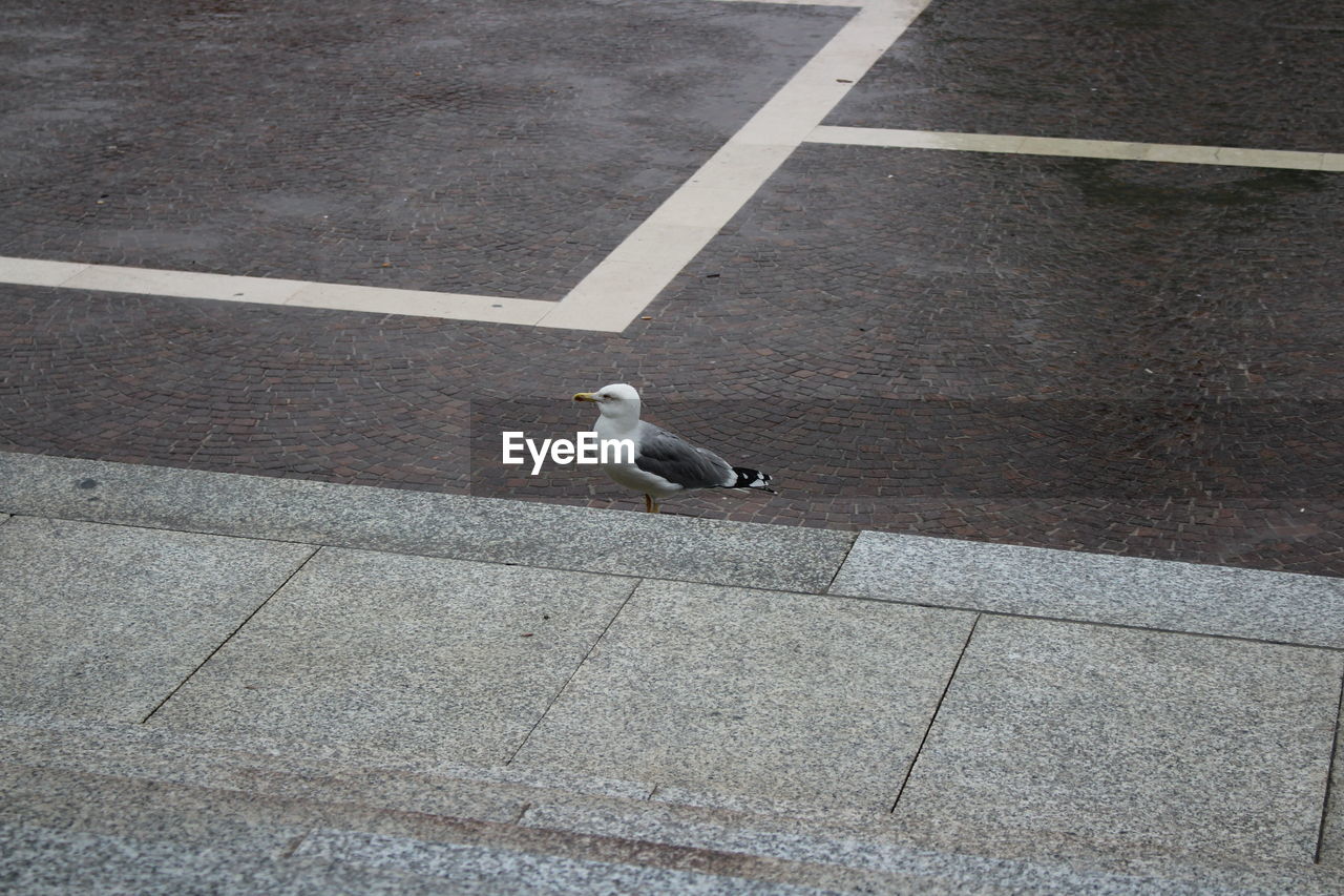 HIGH ANGLE VIEW OF SEAGULL PERCHING ON FOOTPATH