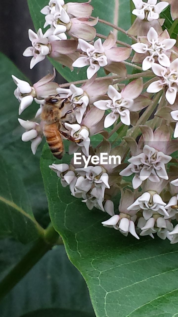 CLOSE-UP OF INSECT POLLINATING ON FLOWERS