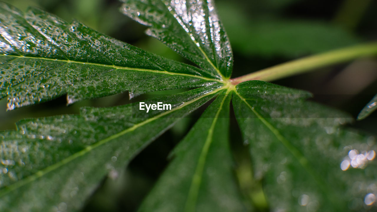 CLOSE-UP OF WET LEAVES