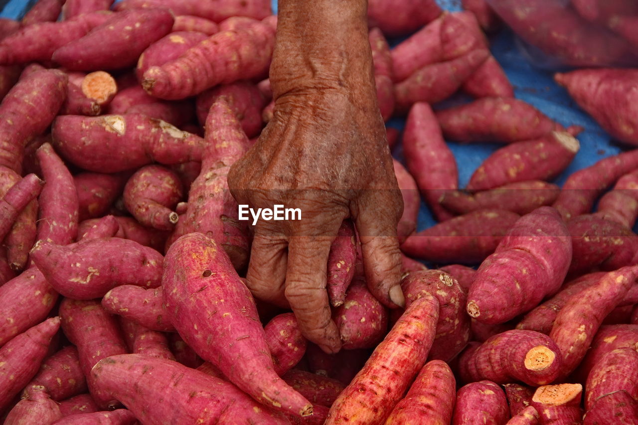 High angle view of cropped hand holding sweet potatoes